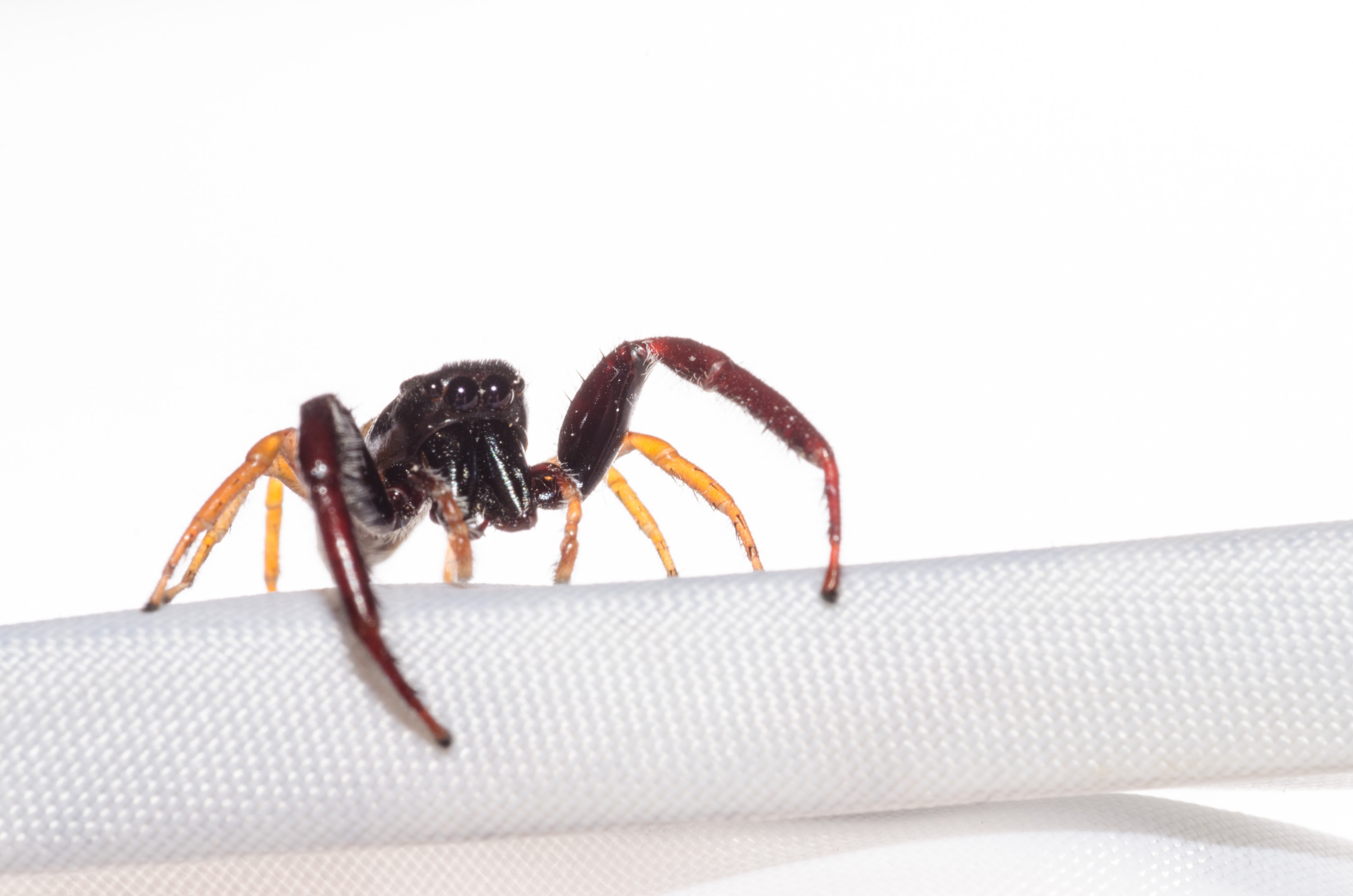 DSC_0675 – Crispin, Trite planiceps, insect, jumping, new, nz, spider, zealand, JAN17